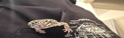 Leopard Gecko reptiles for sale: Leopard Gecko Giveaway - looking for a new home in West Drayton - Advert 2