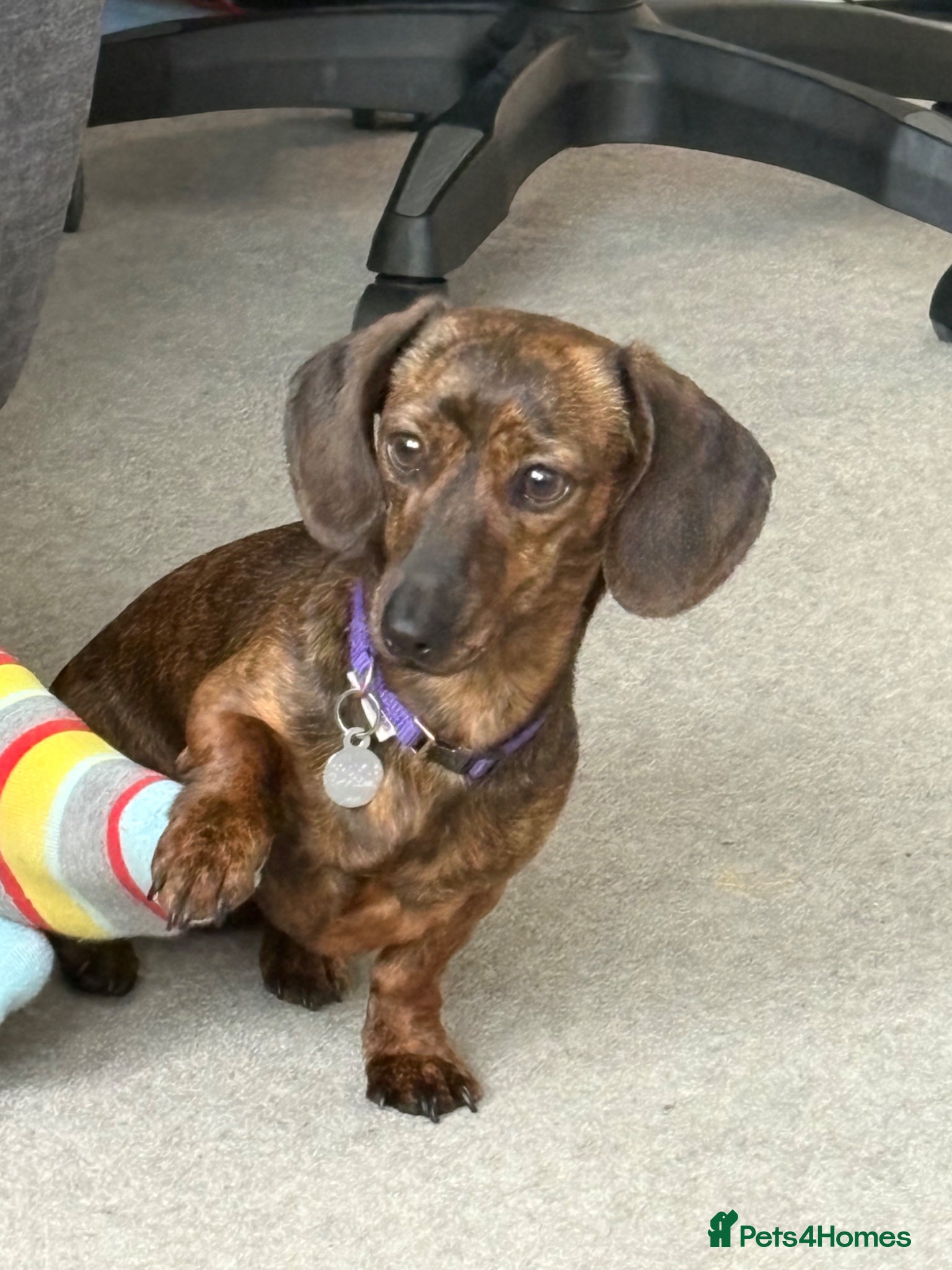 Miniature Dachshund dogs Beautiful miniature dachshund  - Advert 5