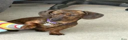 Miniature Dachshund dogs for sale: Beautiful miniature dachshund  - Advert 1