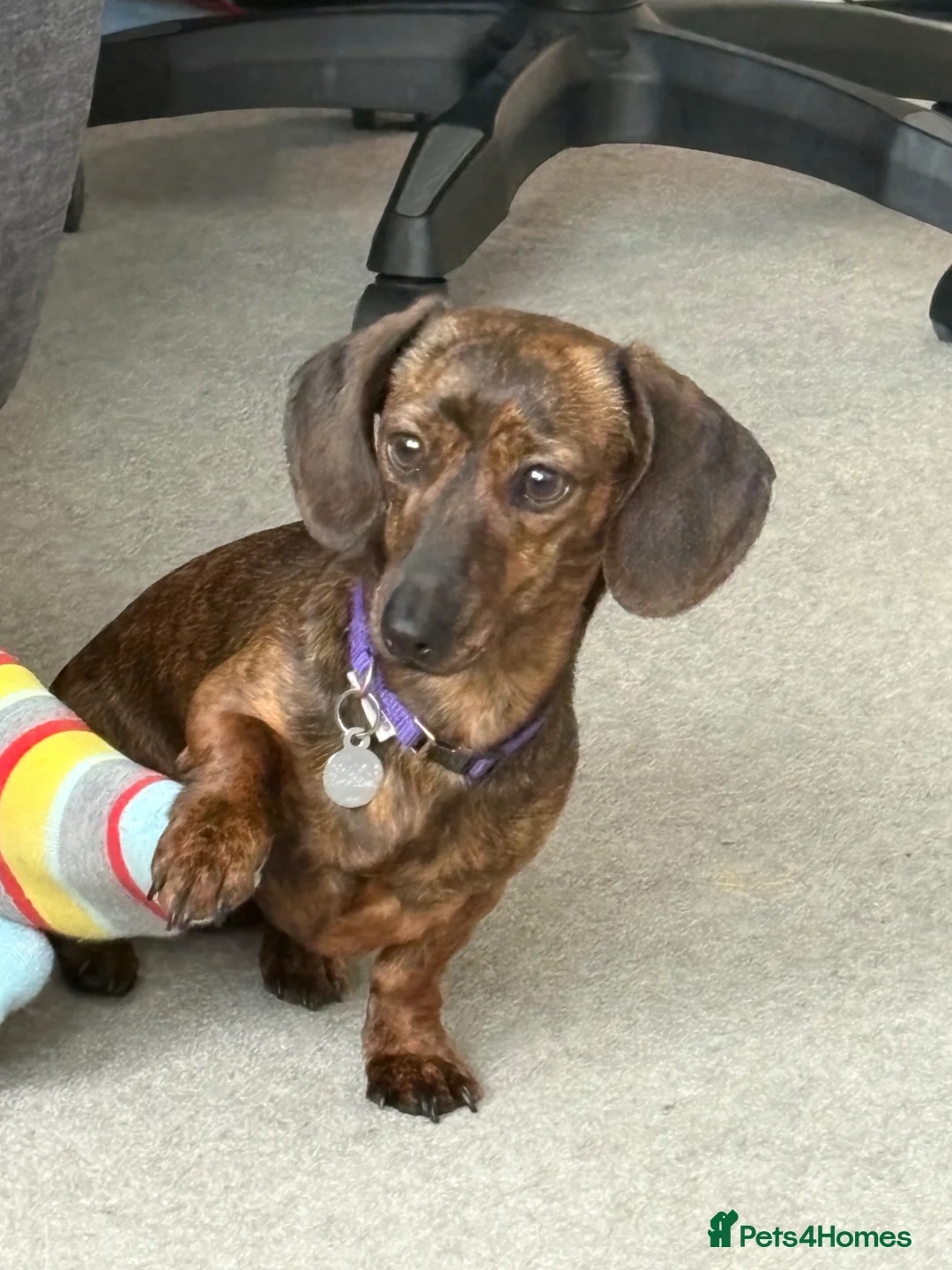 Miniature Dachshund dogs for sale: Beautiful miniature dachshund  - Advert 1