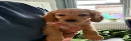 Cockapoo dogs for sale: Last 2 females for sale - Advert 5
