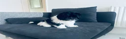 Mixed Breed dogs for sale:  Shihpoo x cavalier King Charles puppies for sale in Ramsgate - Advert 7