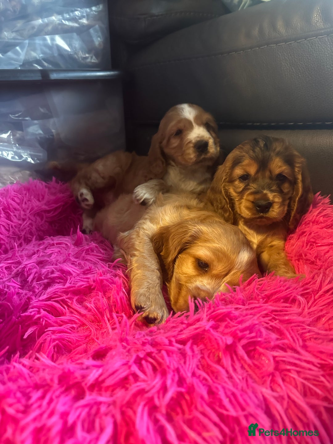 Cocker Spaniel dogs for sale: Scrumptious show Cockers - Advert 6