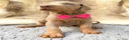 Dobermann dogs for sale: KC REG HEALTH TESTED EUROPEAN DOBERMAN PUPPIES - Advert 16