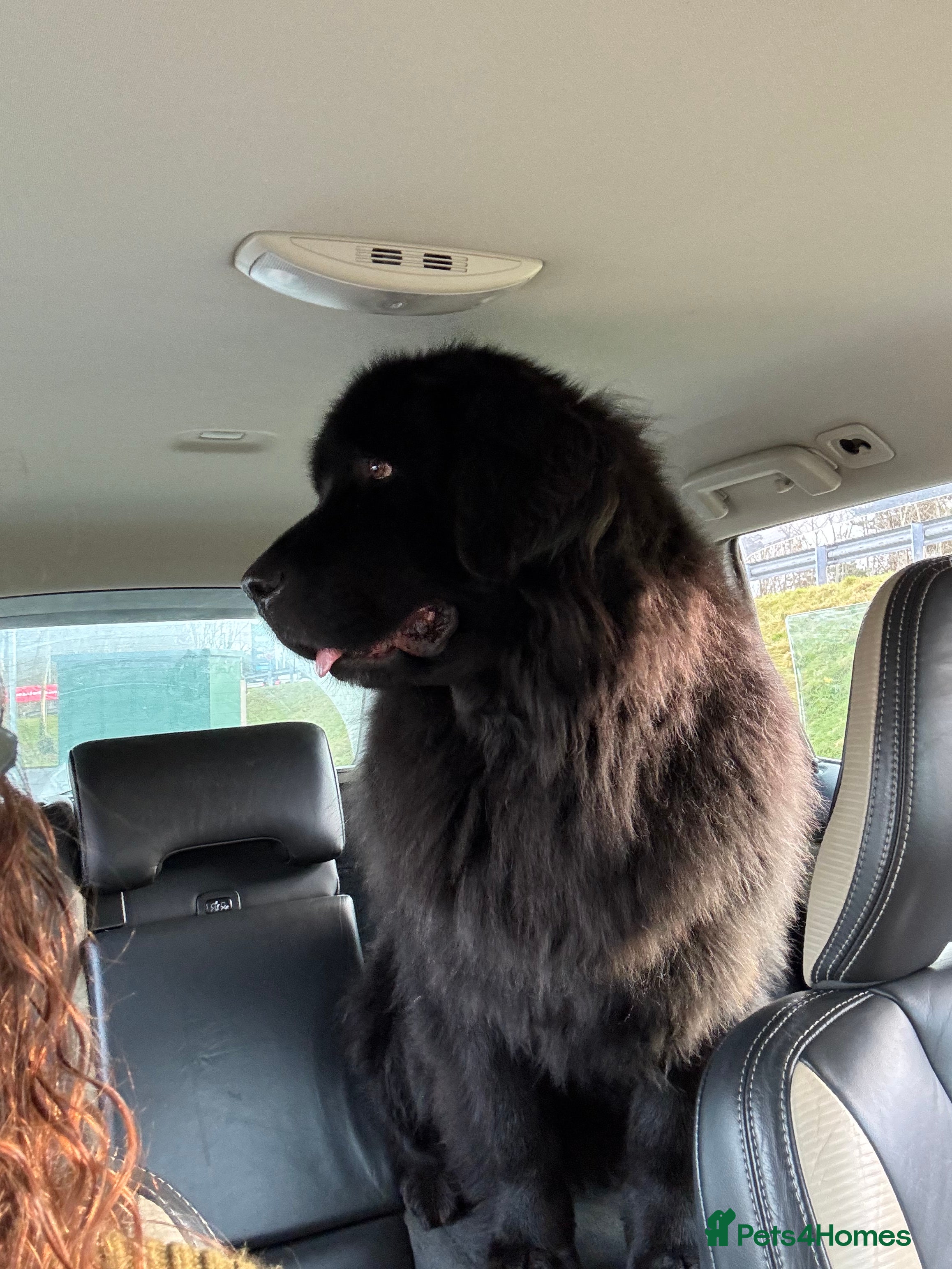 Newfoundland dogs Newfoundland pups - champion line  - Advert 6