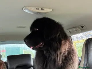 Newfoundland dogs Newfoundland pups - champion line - Advert 6