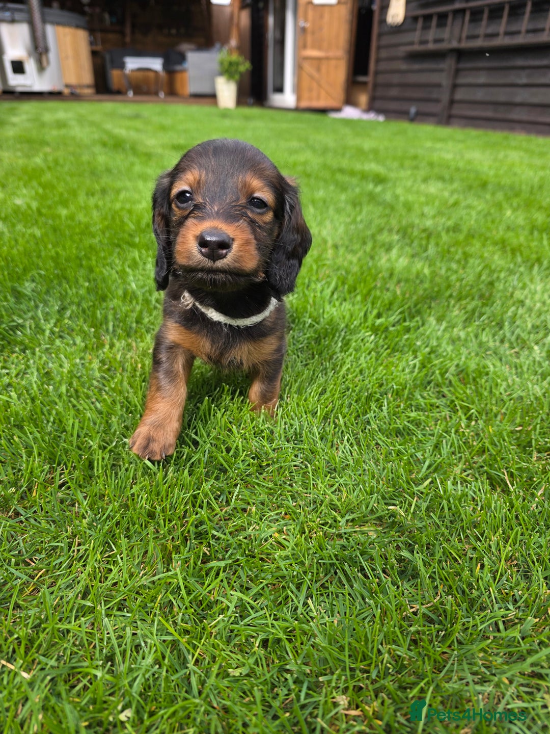 Dachshund dogs for sale: Red long-haired standard dachshund puppies - Image 22