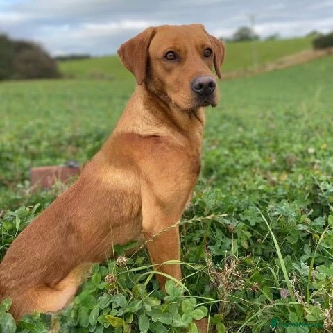 Labrador Retriever dogs for sale: Adorable Labrador Puppies For Sale - Advert 2