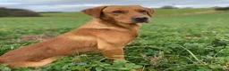 Labrador Retriever dogs for sale: Adorable Labrador Puppies For Sale - Advert 2