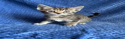 Maine Coon cats for sale: Maine coon x  - Advert 29