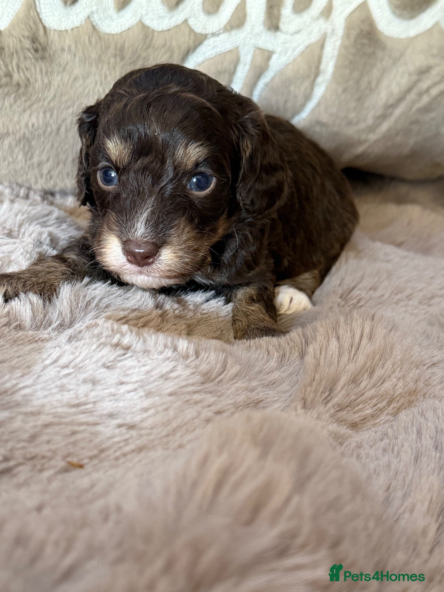 Cavapoo dogs Stunning Choc & Tan Cavapoo Boy  - Advert 2
