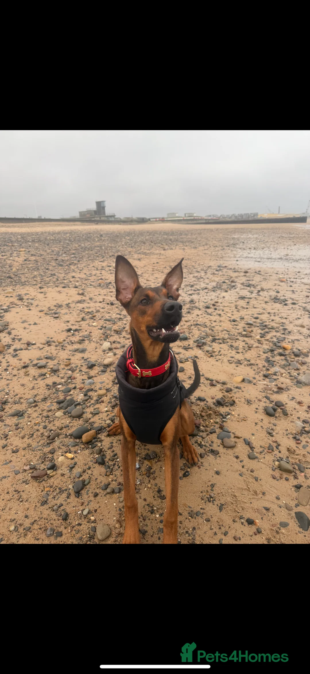 Mixed Breed dogs for sale: Cali  - Advert 6