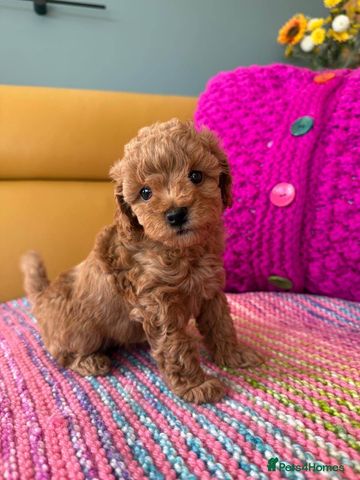 Poochon dogs Beautiful Poochon Puppies - Advert 5