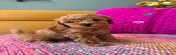 Poochon dogs for sale: Beautiful Poochon Puppies - Advert 6