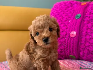 Poochon dogs Beautiful Poochon Puppies - Advert 5