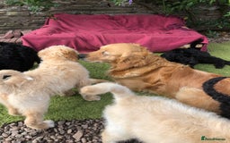 Goldendoodle dogs for sale: Golden Doodle Pups ready for their forever homes - Image 8