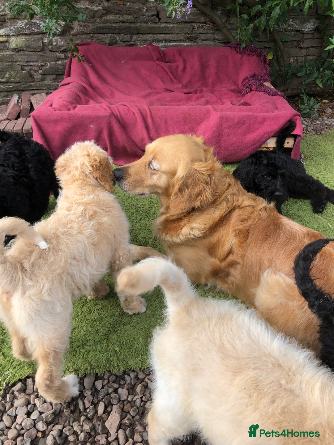 Goldendoodle dogs for sale: Golden Doodle Pups ready for their forever homes - Image 8