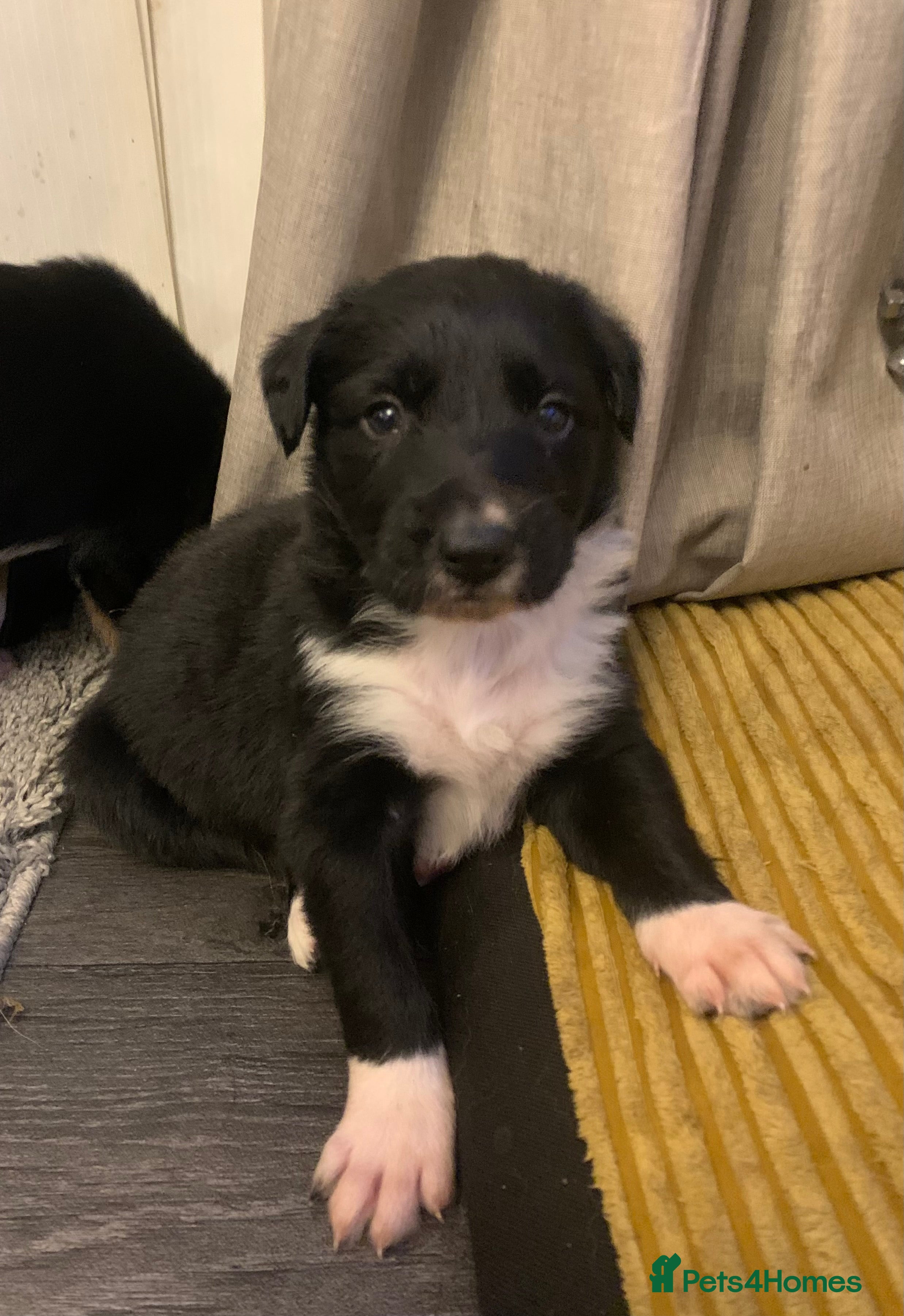 Border Collie dogs Pure Border Collie pups  - Advert 13