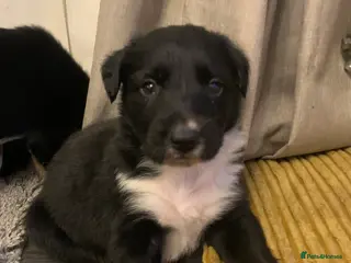 Border Collie dogs Pure Border Collie pups - Advert 13