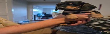 Dachshund Puppy 1