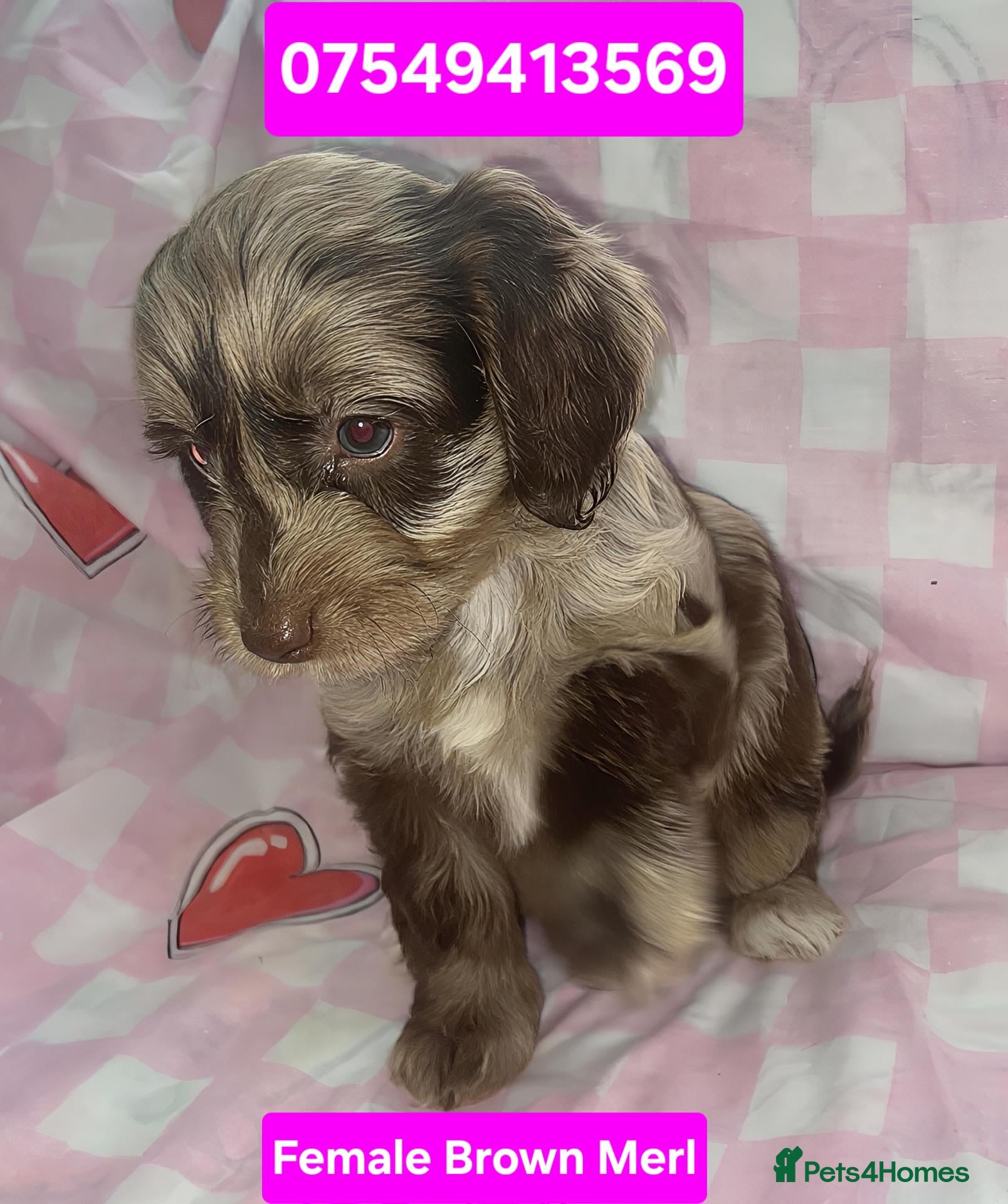 Cockapoo dogs X1 Female Brown Merle Cockapoo Puppy  - Advert 14