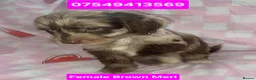 Cockapoo dogs for sale: X1 Female Brown Merle Cockapoo Puppy  - Advert 1