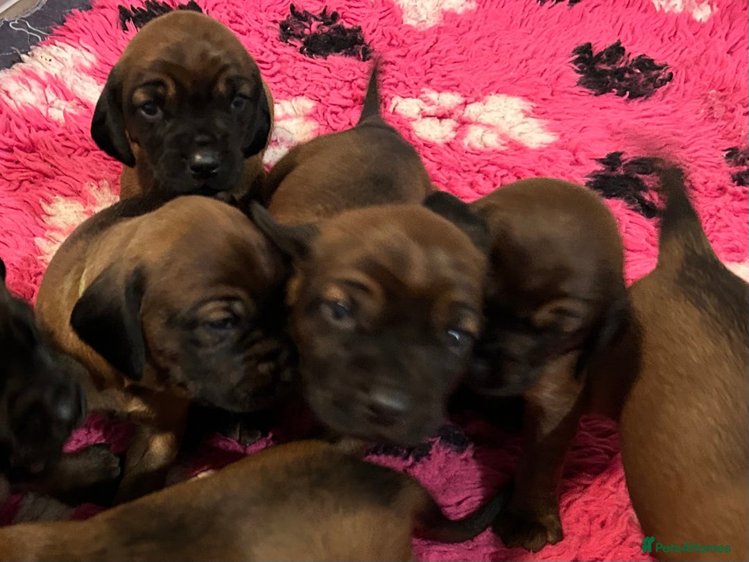 Bavarian Mountain Hound dogs for sale: Bavarian Mountain Hound KC registered  - Advert 4