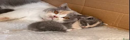 British Shorthair cats for sale:  Beautiful British Shorthair Kittens ✨🐾 - Advert 7