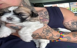 Lhasa Apso dogs for sale: 6 beautiful Lhasa Apso puppies - Image 20