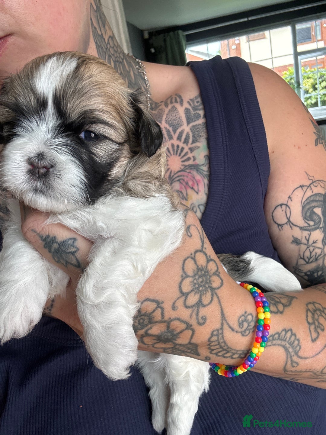 Lhasa Apso dogs for sale: 6 beautiful Lhasa Apso puppies - Image 20