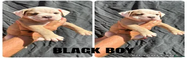 Olde English Bulldogge 5