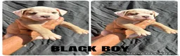 Olde English Bulldogge dogs for sale: READY TO LEAVE 3 old English bulldog  - Advert 21