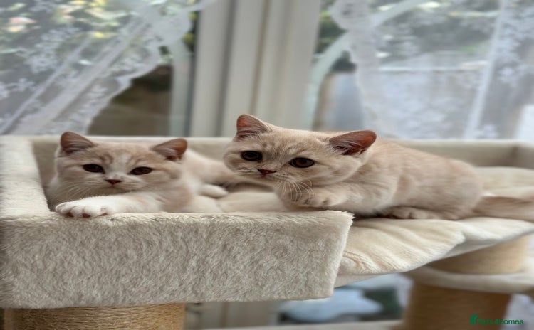 British Shorthair cats - Advert 1