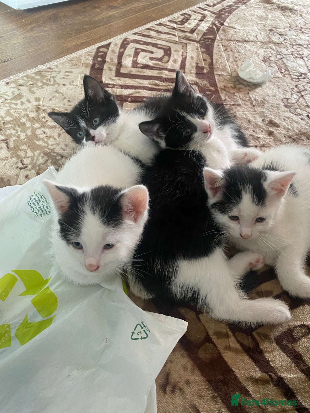 Domestic Shorthair cats for sale: Luna, Snow, Minx & Oreo - 10 Weeks old - Image 10