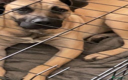 Presa Canario dogs for sale: Remo puppy - Image 1