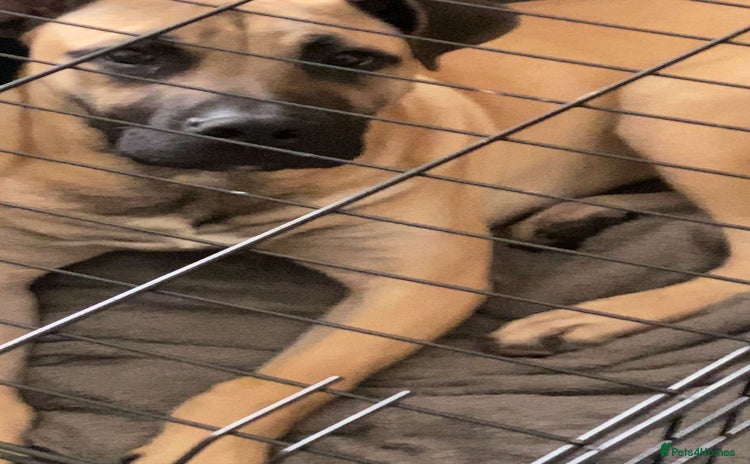 Presa Canario dogs - Advert 1