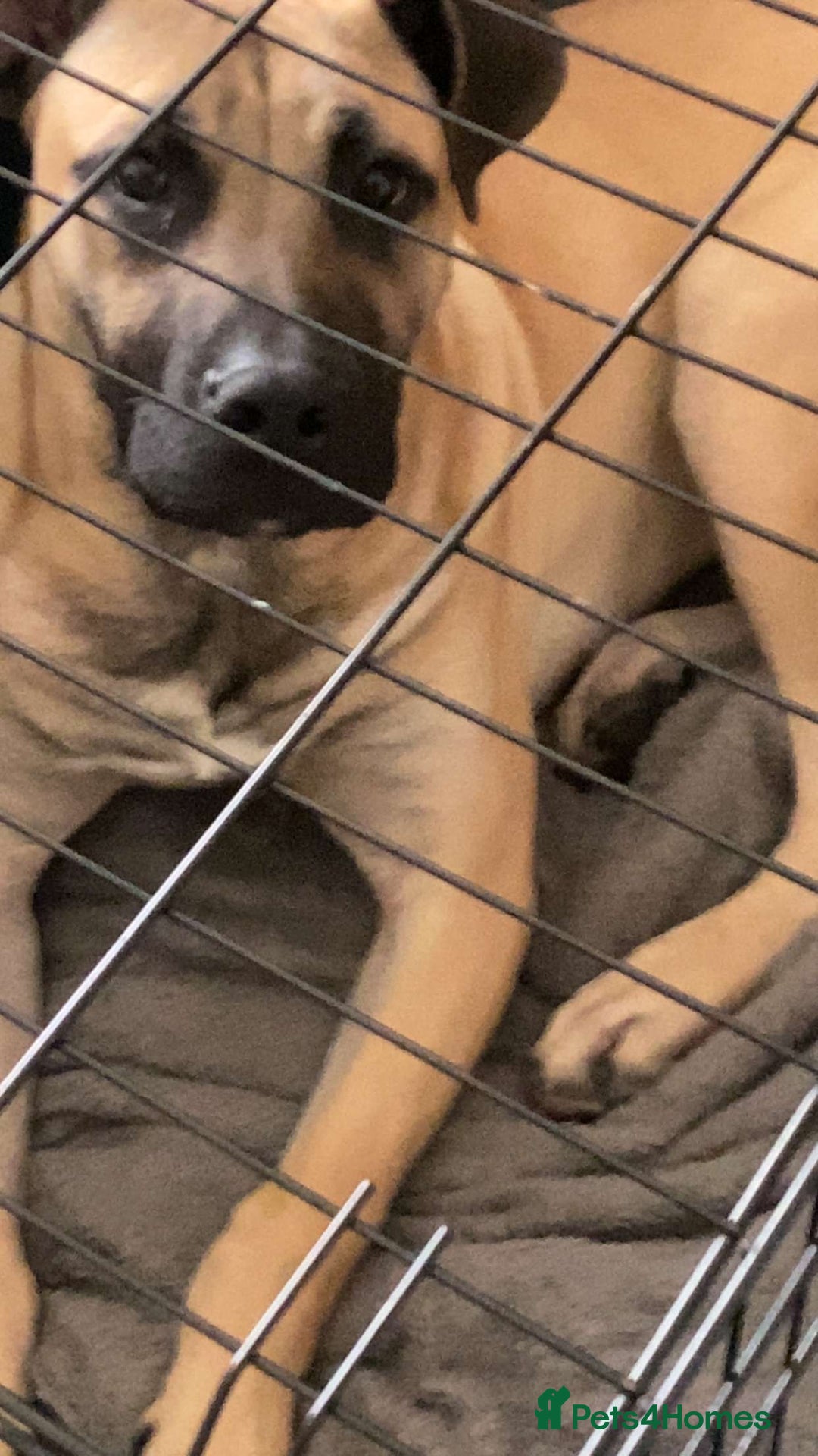 Presa Canario dogs for sale: Remo puppy - Image 1