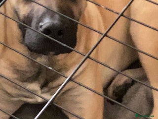 Presa Canario dogs - Advert 4