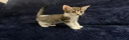 Domestic Shorthair cats for sale: Beautiful Kittens for Sale - Advert 6