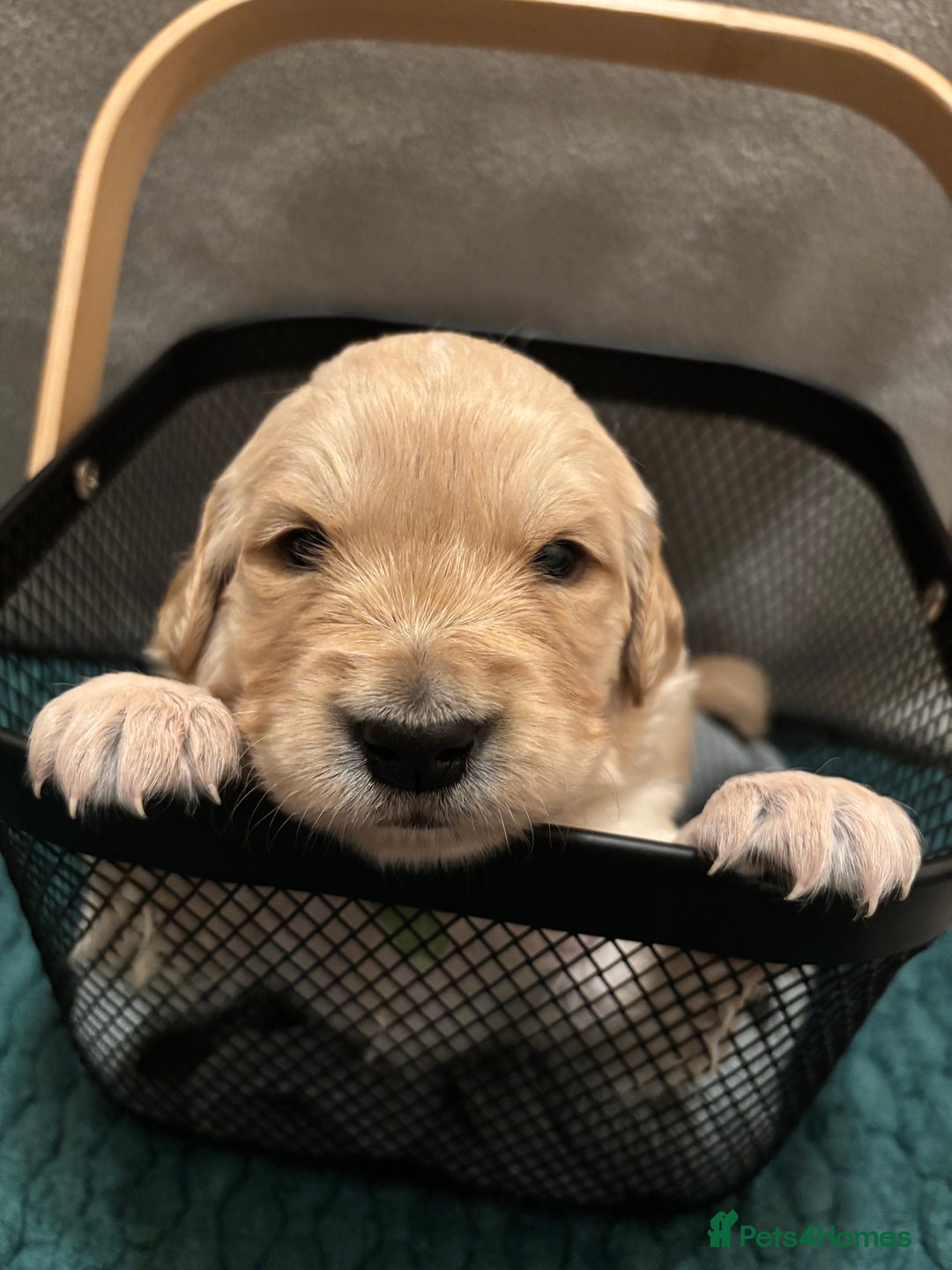 Golden Retriever dogs for sale: Golden Retriever Puppies for Sale - Advert 4