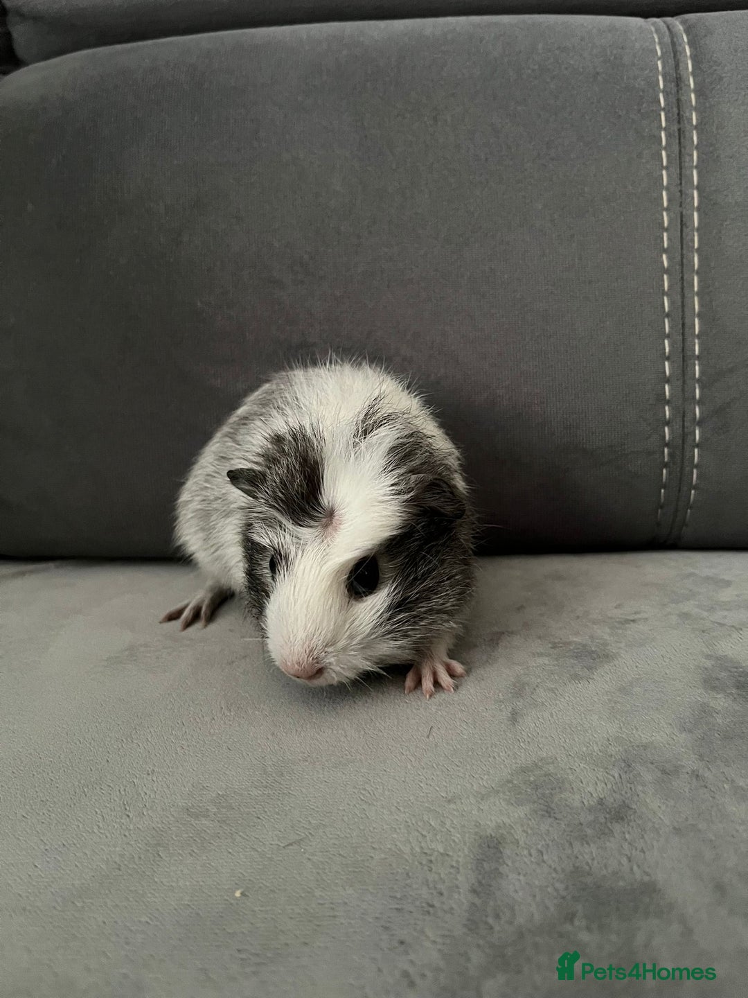 Guinea Pig rodents for sale: Baby Guinea pigs  - Advert 6