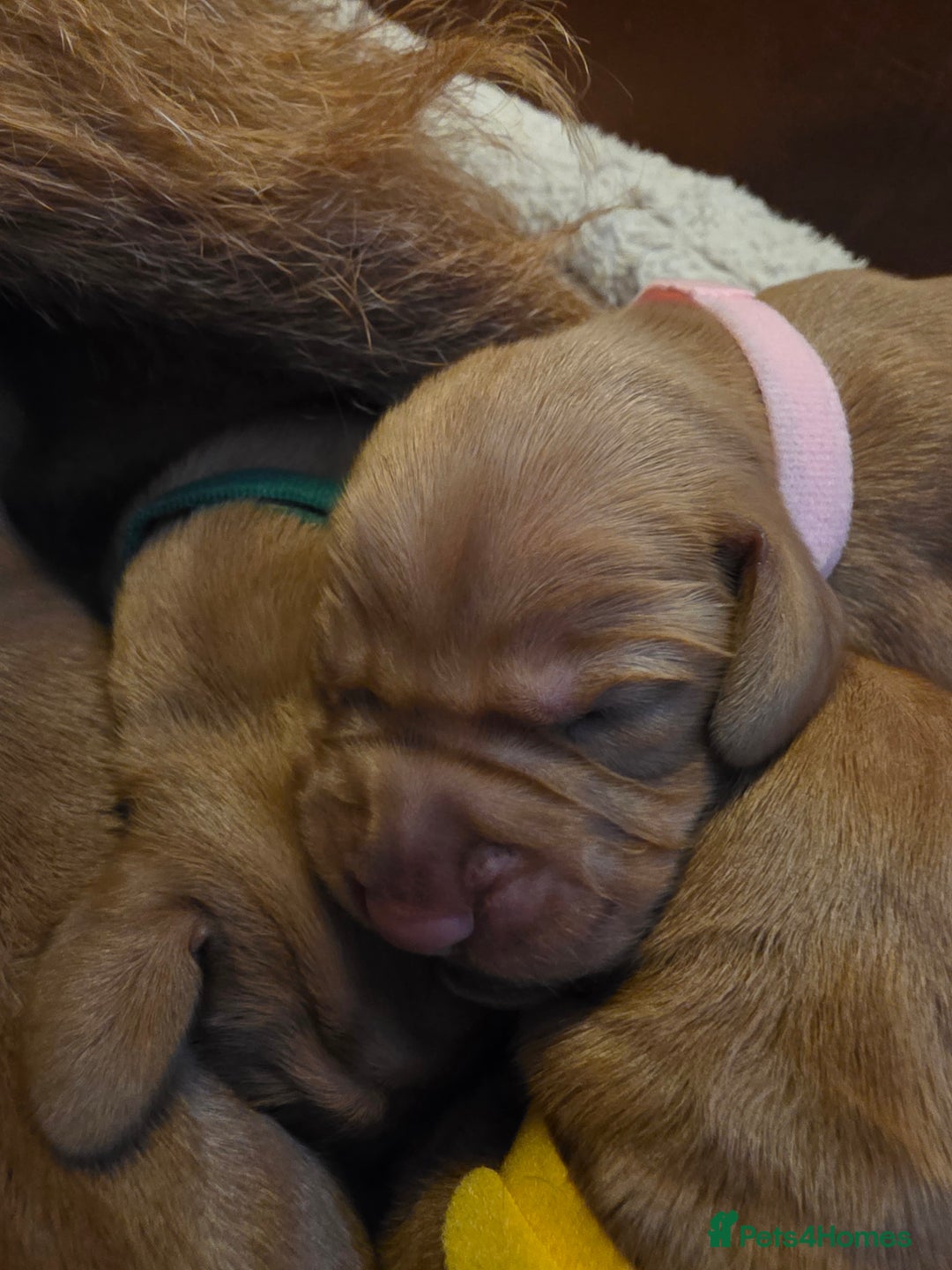 Mixed Breed dogs for sale: Hungarian vizsla cross cocker spaniel puppies - Advert 8