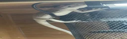 Bearded Dragon reptiles for sale: Hypo zero -echo - Advert 4