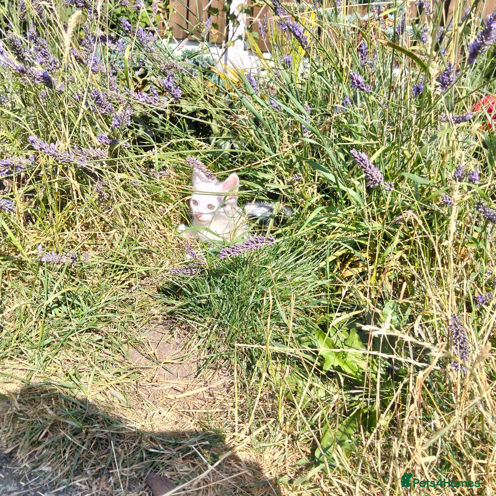 Mixed Breed cats for sale: Lovely Kittens  - Advert 2