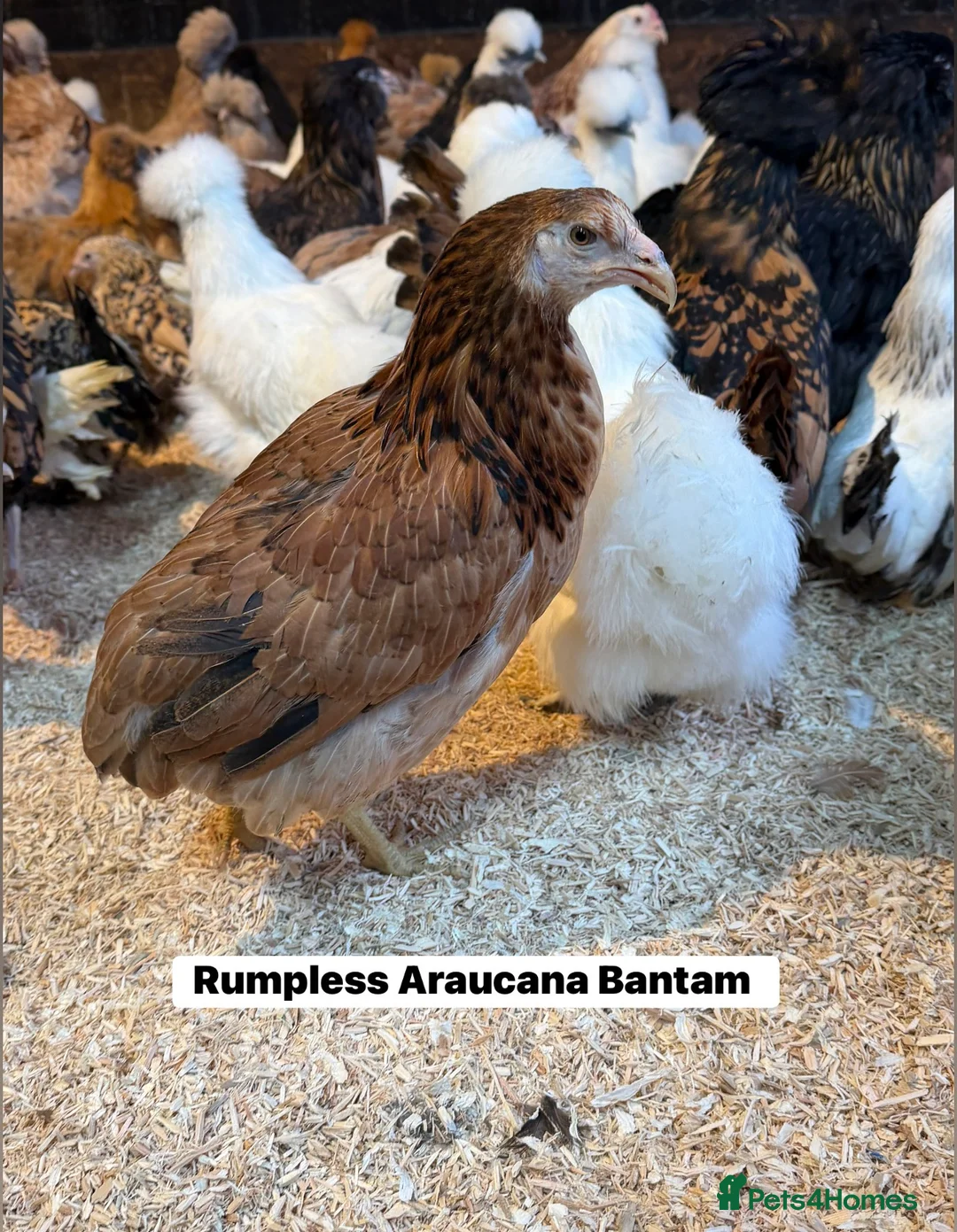 Chickens poultry for sale: Rumpless Araucana Bantam Hens (Blue egg layers)  - Advert 1