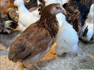 Chickens poultry Rumpless Araucana Bantam Hens (Blue egg layers) - Advert 1