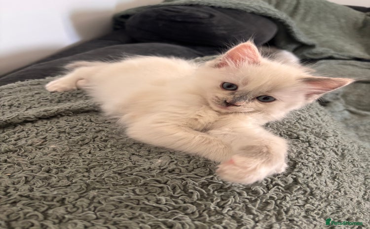 Ragdoll cats - Advert 15