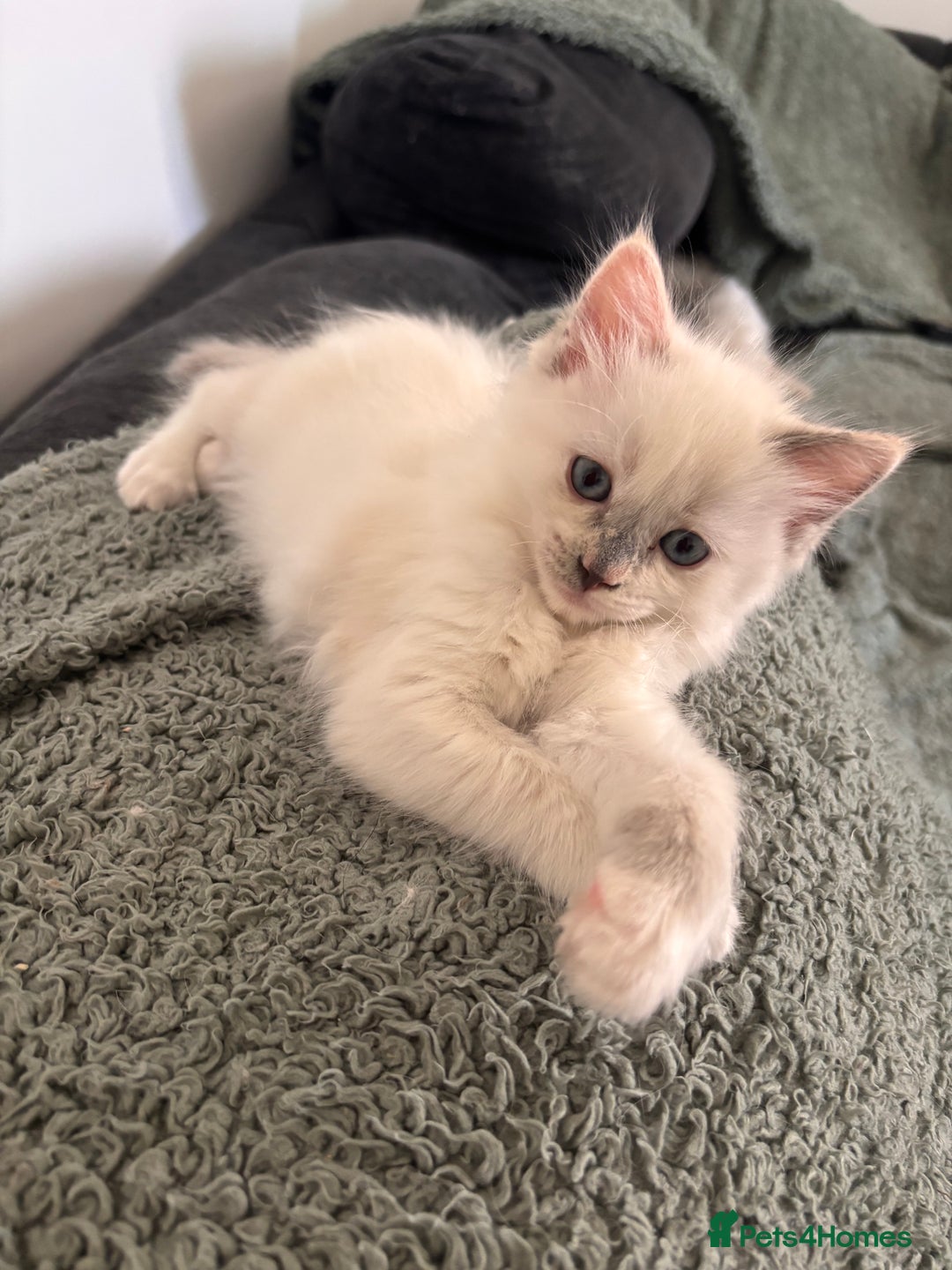 Ragdoll cats for sale: 2 LEFT - 5 pedigree Ragdolls for sale - Image 2