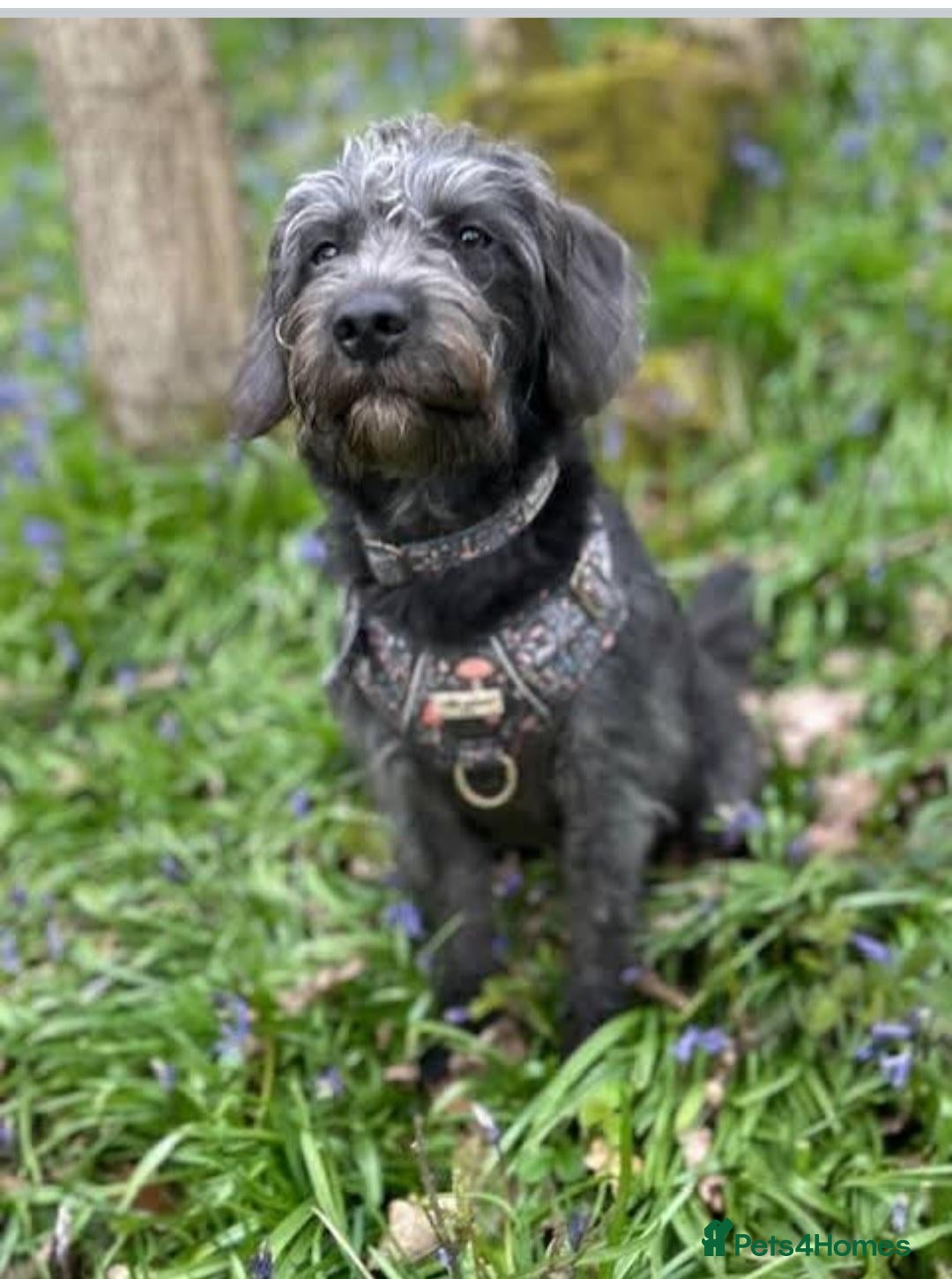 Cockapoo dogs Cickerpoo - Advert 3