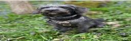 Cockapoo dogs for sale: Cickerpoo - Advert 1